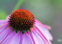 34-Bokeh-2