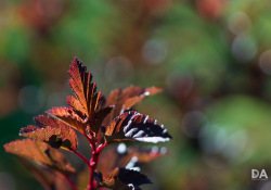 34-Bokeh-4