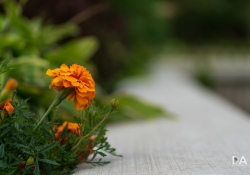 34-Bokeh-5
