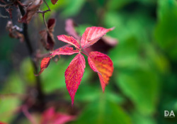 34-Bokeh-8