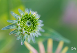 34-Bokeh