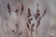 a73 and Tamron-2