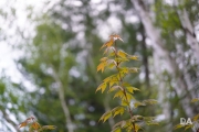 Voigtlander 60mm-18