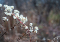 30-Bokeh-3