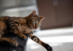 Sony-a7IV-Samples-14