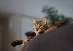 Sony-a7IV-Samples-23