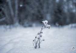 Sony-a7IV-Samples-29