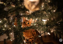 Sony-a7IV-Samples