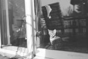 Sony Shots-25