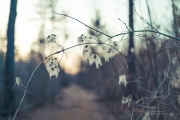 Sony Shots-28