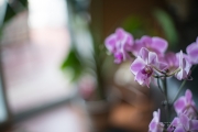 Sony Shots-29