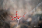 Signs of Life