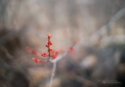 Signs of Life