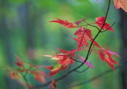 Red on Green (Sonya7RIV Crop Mode) Red on Green (Sonya7RIV Crop Mode)