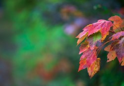 31-Colors 31-Colors