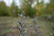 Early-Shots-11