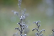 Early-Shots-12