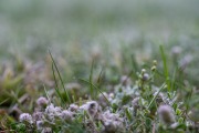 Frosty-Irix-Macro-2