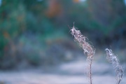 Samyang-AF-85-17