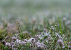 Frosty-Irix-Macro-2