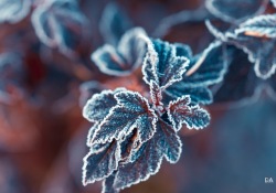 Frosty-Irix-Macro-3