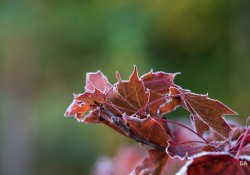 Frosty-Irix-Macro-5