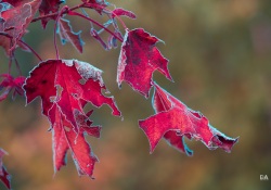 Frosty-Irix-Macro-6