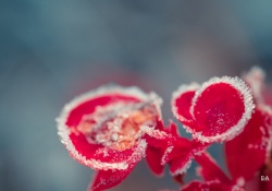 Frosty-Irix-Macro-8