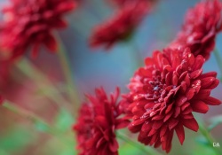 Frosty-Irix-Macro