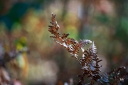 Sony-a9-Samples-10