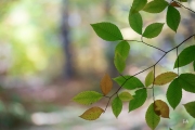 Sony-a9-Samples-12