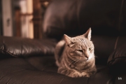 Sony-a9-Samples-14
