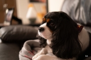 Sony-a9-Samples-16
