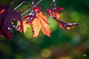 Sony-a9-Samples-2