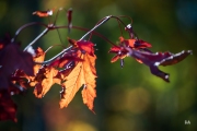 Sony-a9-Samples-3