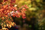 Sony-a9-Samples-4