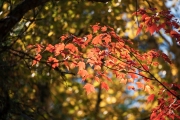 Sony-a9-Samples-6