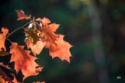 Sony-a9-Samples-7