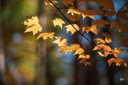 Sony-a9-Samples-8