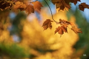 Sony-a9-Samples-9