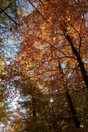 Sony-a9-Sigma-35-3
