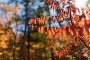 Sony-a9-Sigma-35-5