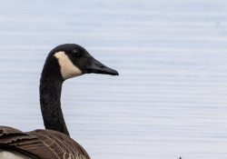 25-Geese-2 25-Geese-2