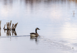 25-Geese 25-Geese