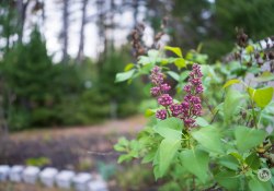 18-Wide-Open-1 18-Wide-Open-1
