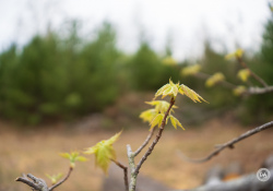 32-Bokeh-1 32-Bokeh-1