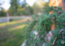 32-Bokeh-2 32-Bokeh-2