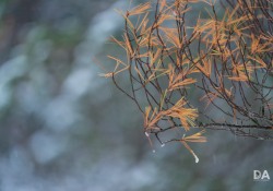33-Bokeh-2