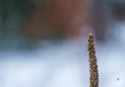 33-Bokeh-6