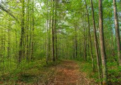 33-Landscapes-3